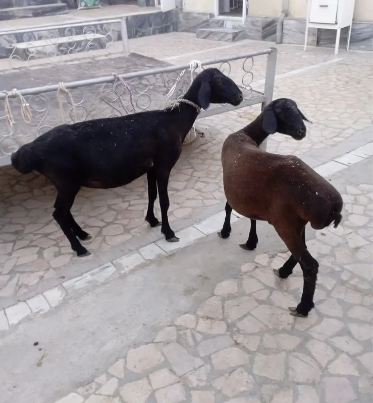 Ona bola qo’y sotiladi 4 Ona bola qo’y sotiladi 4