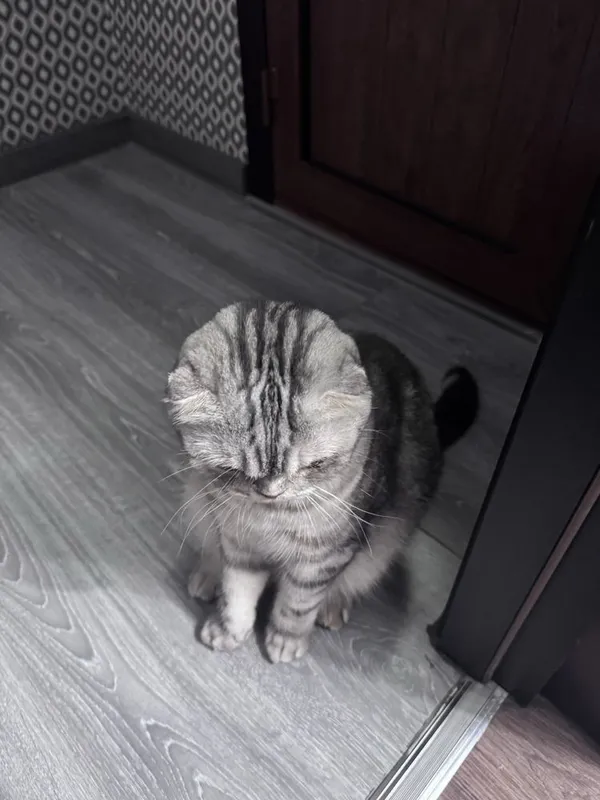 Mushuk Scottish fold 3 Mushuk Scottish fold 3