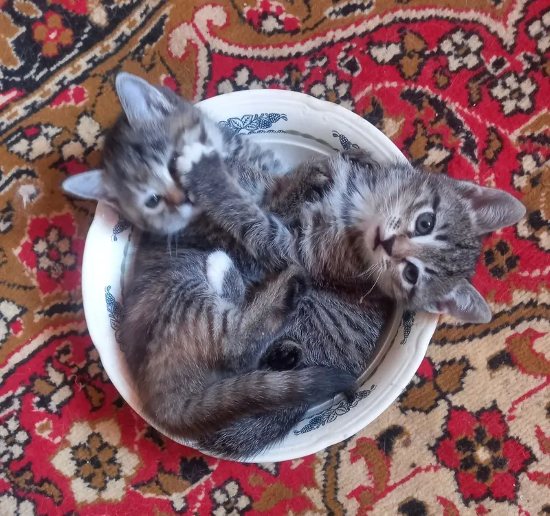 Два котёнка девочки 1,5 мес