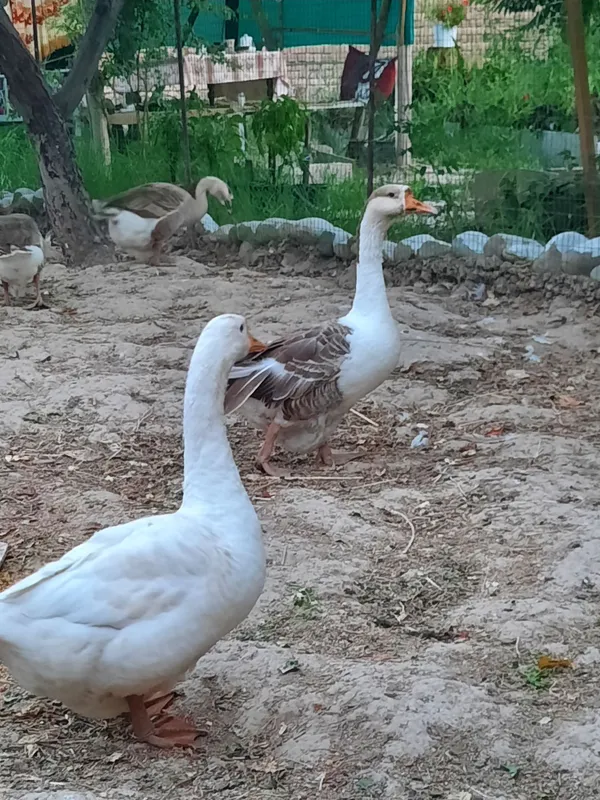 G'ozlar sotiladi 6