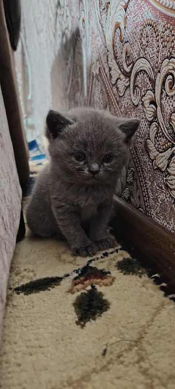 Котята 50 кунлик — фото 2