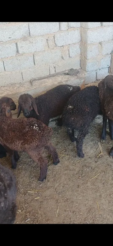 Qoyla sotiladi harxilidan bor dexqonchlik — фото 5