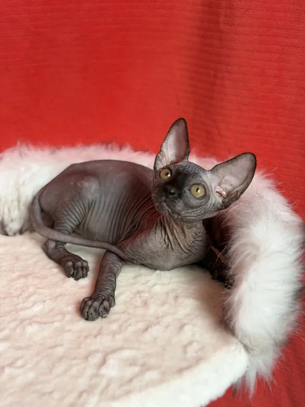 Сфинксы котята мальчик и девочка — фото 1