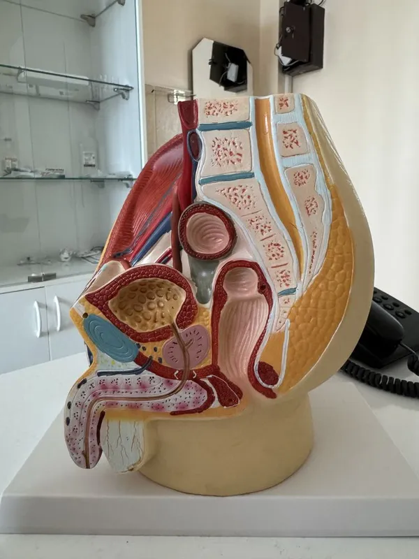 Анатомический муляж мужского полового органа,почки anatomik mulyaj — фото 1
