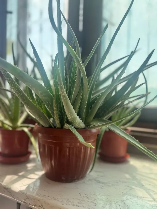 Katta Aloe Vera guli sotiladi 1