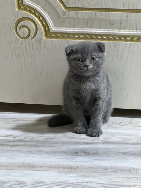 Британские вислоухие котята мальчики — фото 3