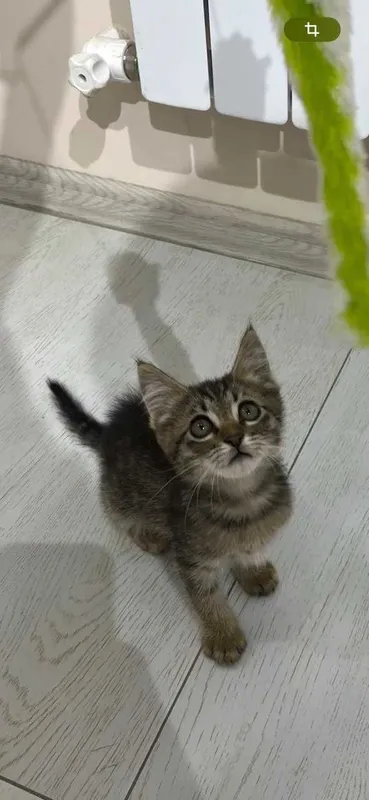 Котёнок Мурчик ищет семью!