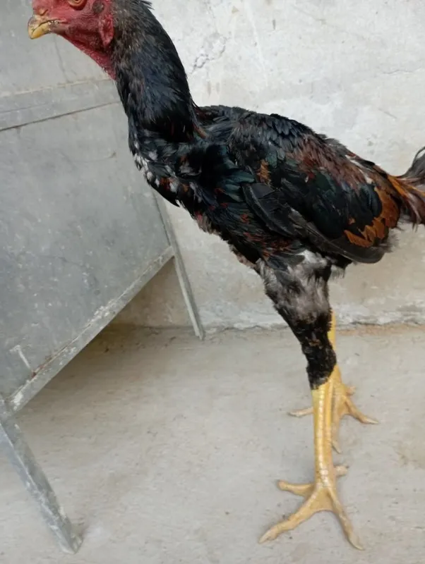dakan sotiladi zor 6