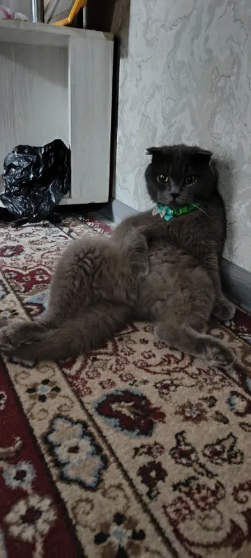 Scottish Fold sotiladi — фото 1