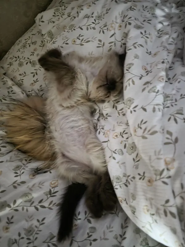 Отам в добрую семью котенка — фото 5