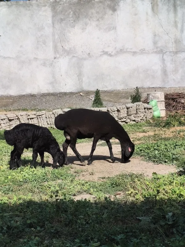 ona bola qoy sotiladi bolasi qochqor