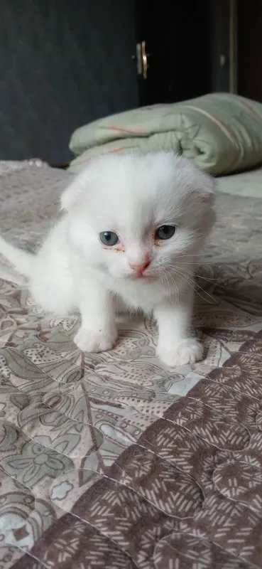 Шотландский фолд