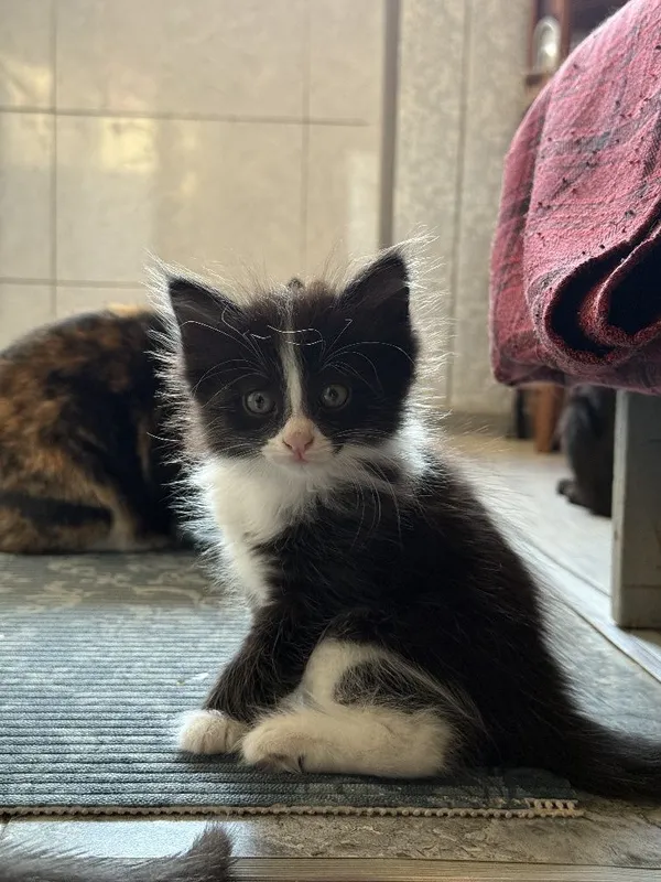 Продаются котята. — фото 4
