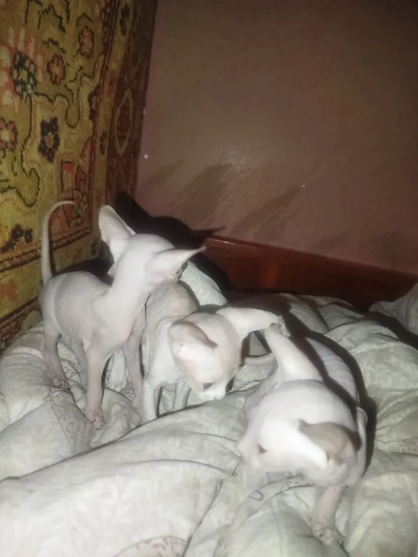 Продаю котят пародистых сфинксов — фото 2