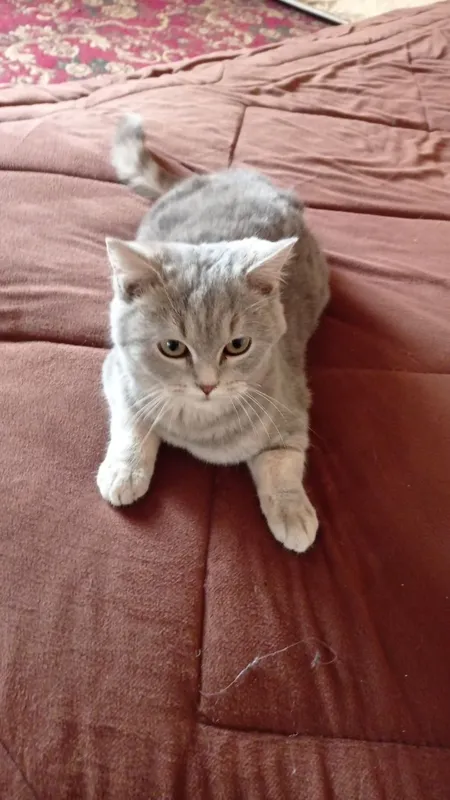 Mushuk 8 oyli ismi tuman parodaliy strayit