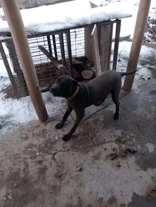 Pidbull kuchuk zottor
