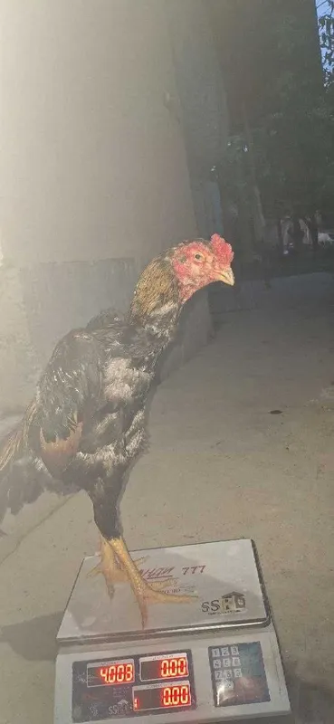 Xo'roz, Хўроз urushadigan dakan xo'roz