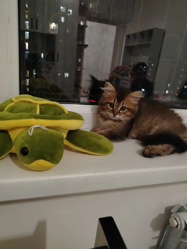 Продаётся котёнок 4 Продаётся котёнок 4