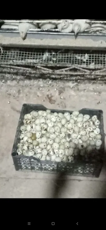 Bedana tuxum sotiladi uruglangan