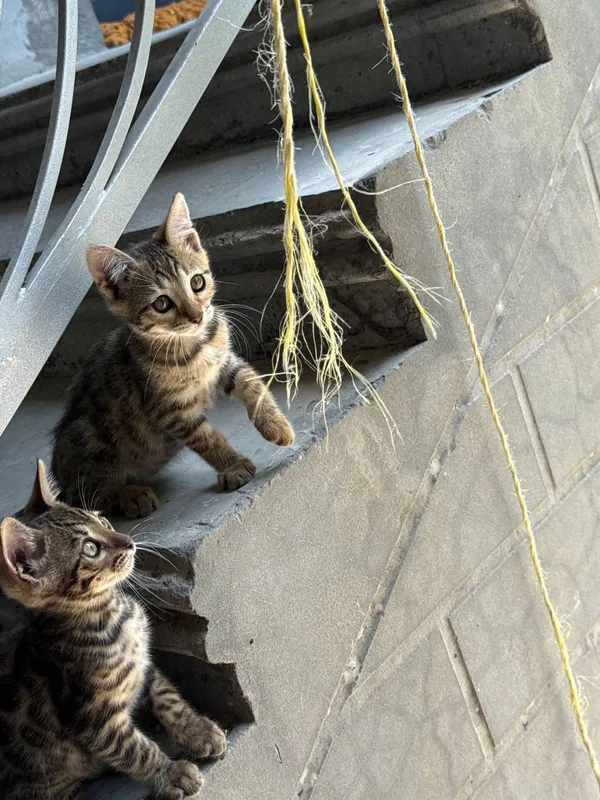 Элитные бенгальские котята леопардового окраса — фото 1 Элитные бенгальские котята леопардового окраса — фото 1