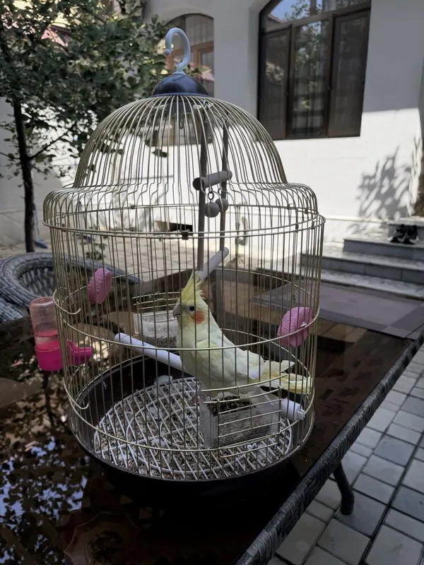 Корелла птица недавно купили 1 Корелла птица недавно купили 1
