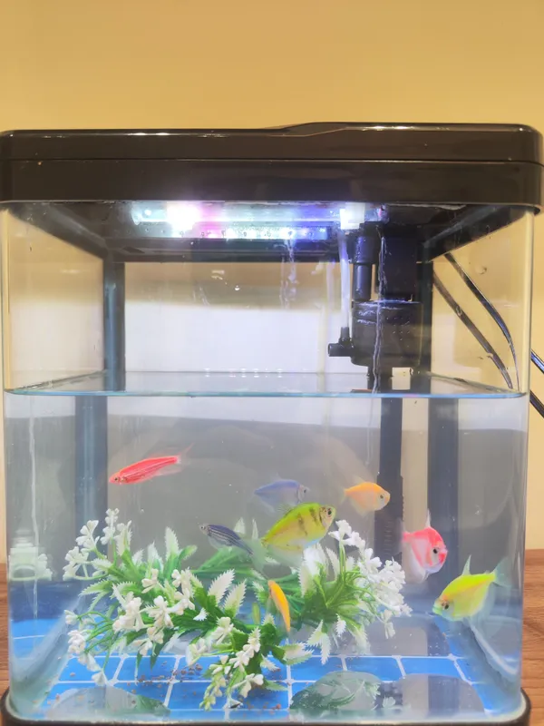 Akvarium va baliqlar 9