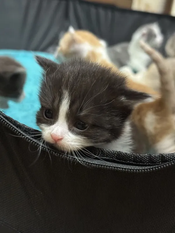Продаются милые котята, возраст 3 недели — фото 5