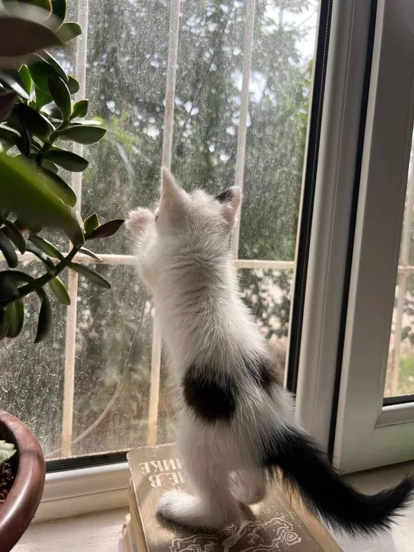 Котята двухмесячные/ икки ойлик мушукчалар хадяга — фото 3