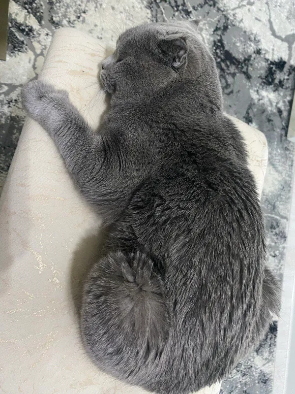 Хочу продать моего кота. 8 Хочу продать моего кота. 8