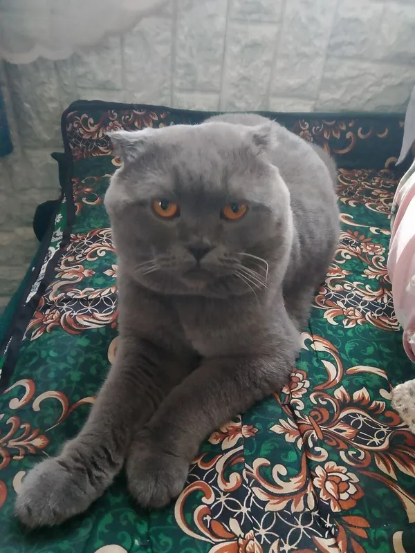 Продаётся породистый кот завут Томас