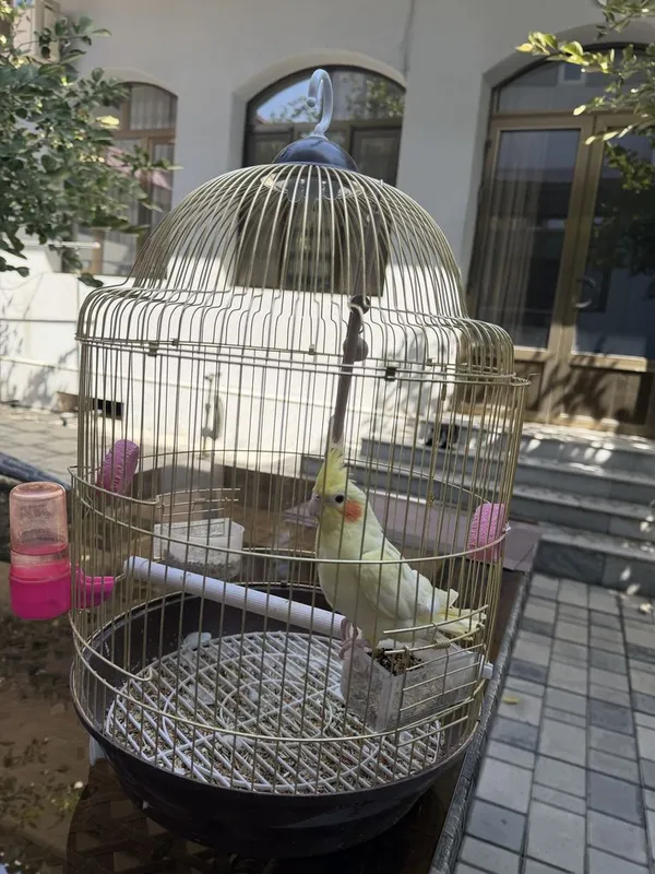 Корелла птица недавно купили 2 Корелла птица недавно купили 2