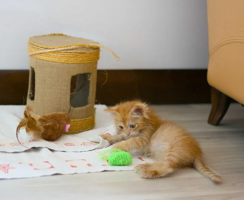 Пристраивается маленькая кошечка. 1 Пристраивается маленькая кошечка. 1