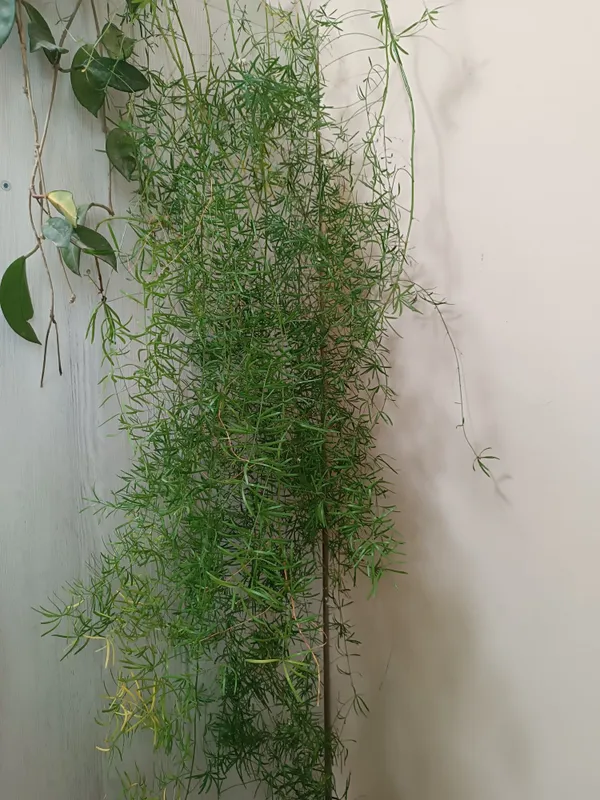 Продаю аспарагус и замиакулькас 6 Продаю аспарагус и замиакулькас 6