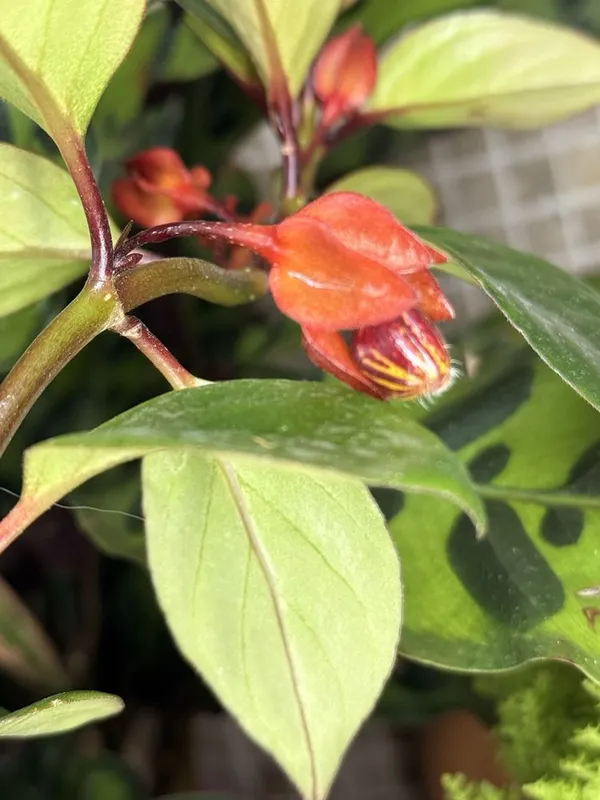 Нематантус (Nematanthus) или Золотая рыбка — фото 1