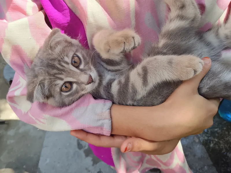 Кот 2 Кот 2