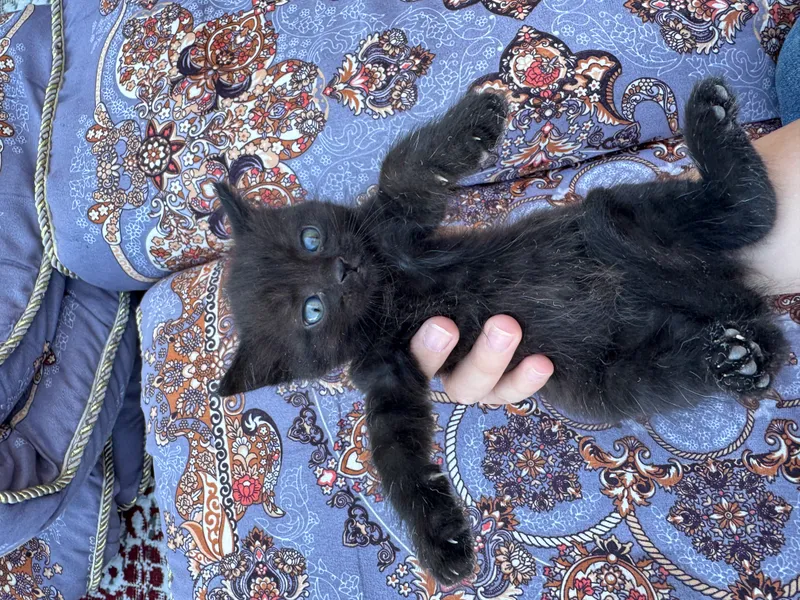Котята бесплатно — фото 4