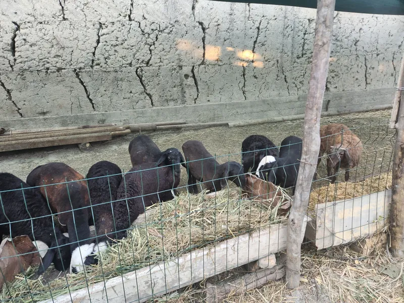 4 5 oylik barra qoylar sotiladi 1 4 5 oylik barra qoylar sotiladi 1