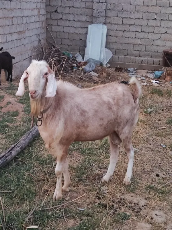 Zotdor parodali taka sotiladi 2