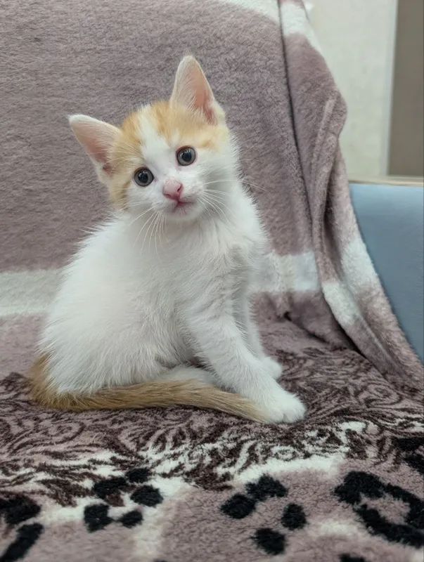 В добрые руки котята — фото 5