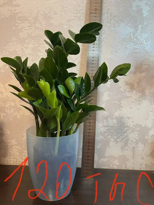 Продам домашние цветы 4 Продам домашние цветы 4