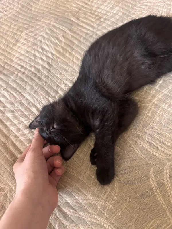 Котенок в добрые руки. Игривая девочка. Метис британки. Есть паспорт — фото 4