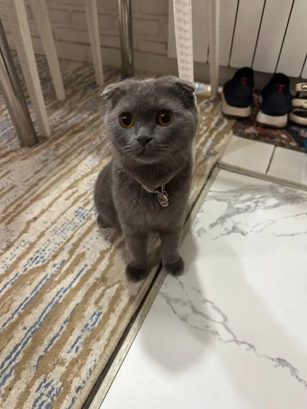 кошка 1 кошка 1