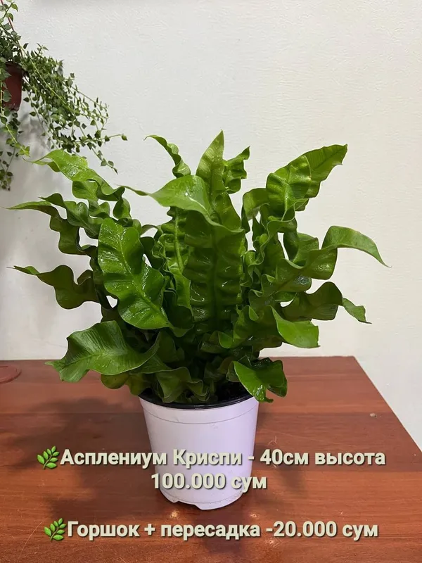 Папоротник, Антуриум, Женское счастье, Калатея и др