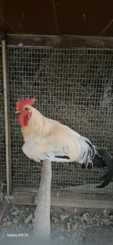 Kurka sotiladi. Adler sariq oyoq toza zot oila sotiladi. 4 Kurka sotiladi. Adler sariq oyoq toza zot oila sotiladi. 4