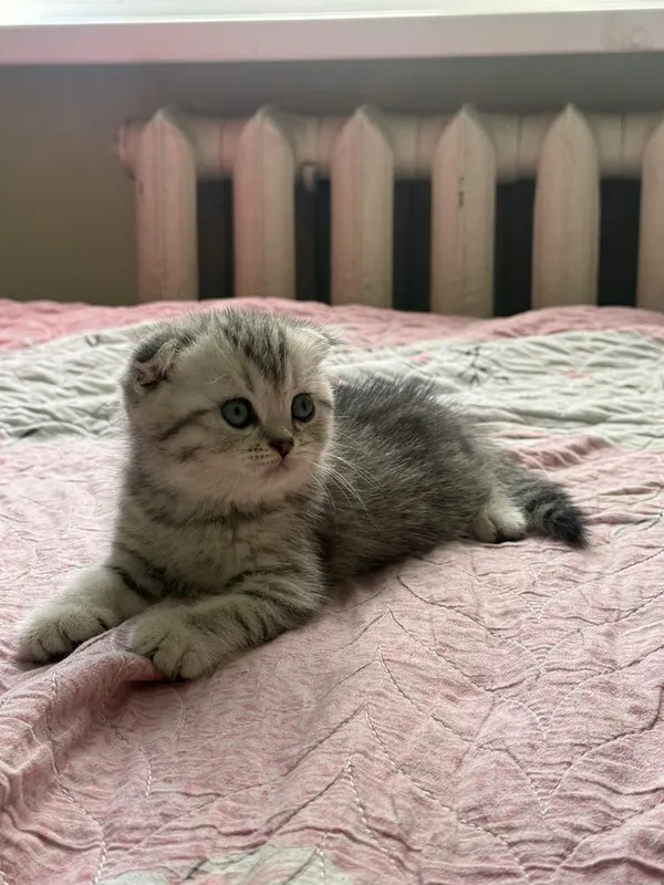 Scottish fold mushukcha — фото 1 Scottish fold mushukcha — фото 1