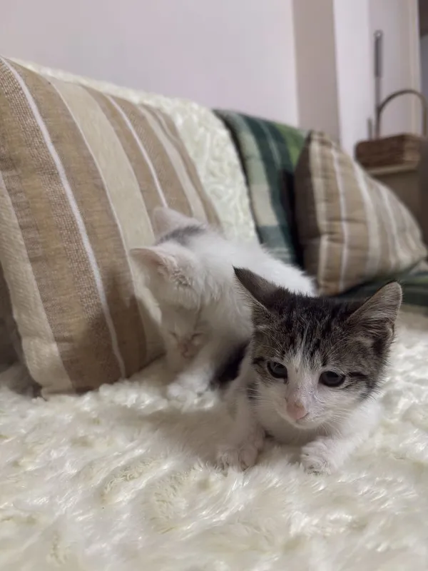 Котят даром. В добрые руки 4 Котят даром. В добрые руки 4