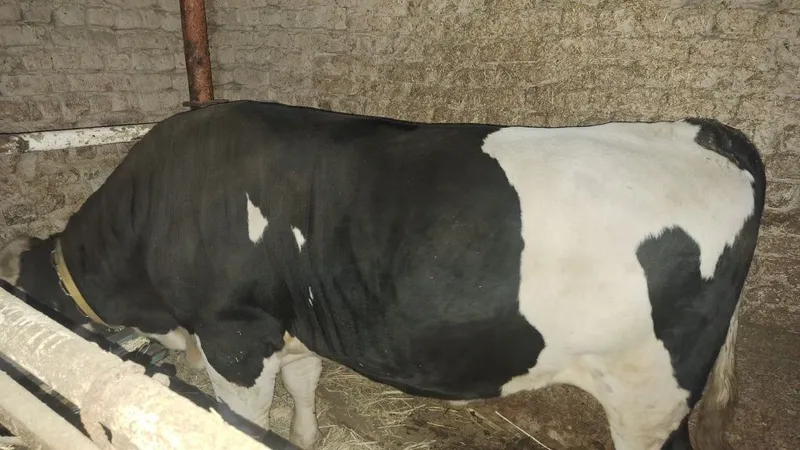 Ogiz satiladi. Baxasi 55mln