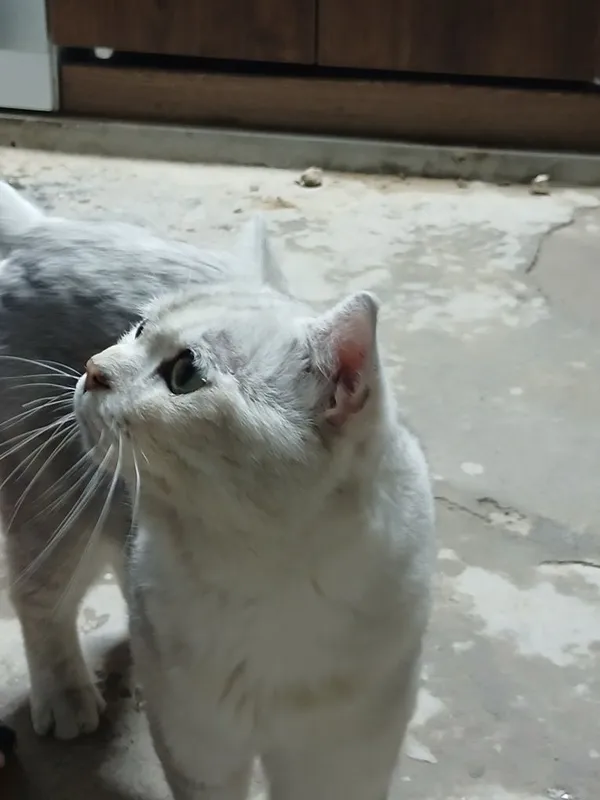 Пародистая кошка одам в хорошие руки — фото 1