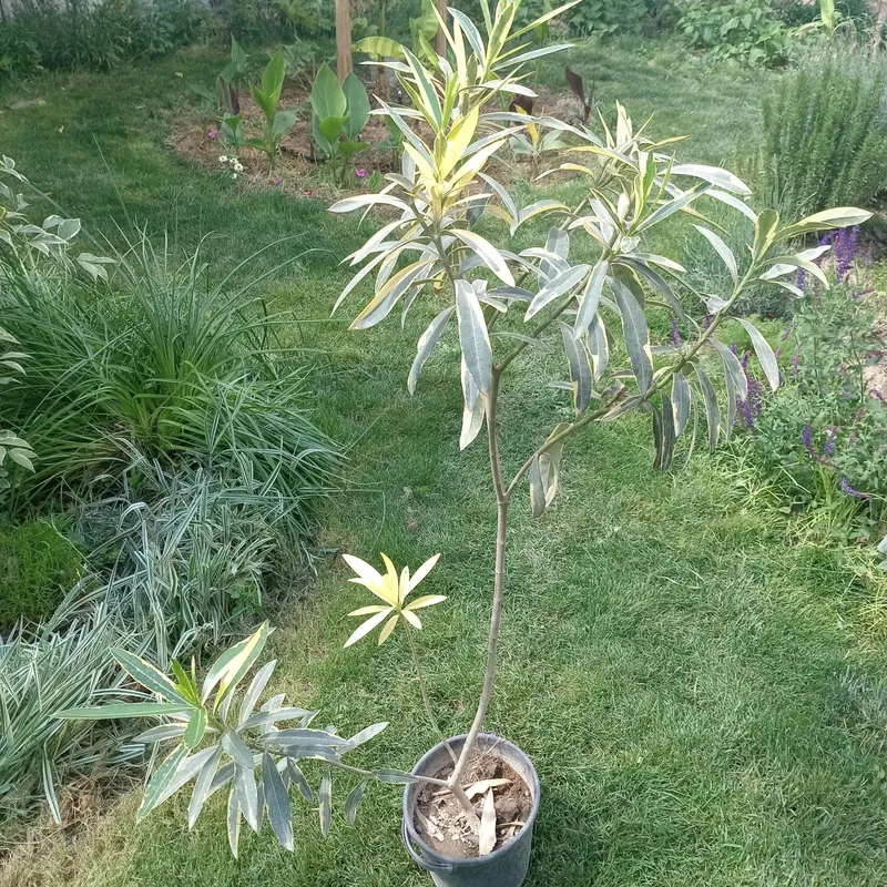 Олеандр вариегатный, Толгули, Tol guli (Nerium oleander variegata) — 1 — фото 4