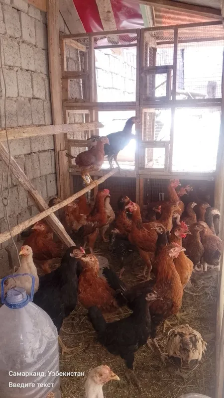 Tovuklar va xorozlar sotiladi optom srochna 6 Tovuklar va xorozlar sotiladi optom srochna 6